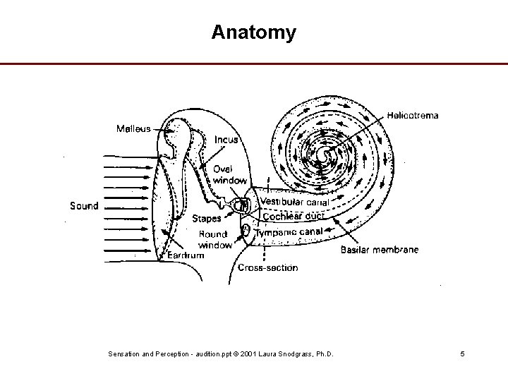 Anatomy Sensation and Perception - audition. ppt © 2001 Laura Snodgrass, Ph. D. 5