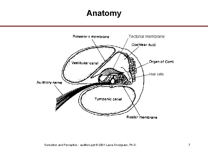 Anatomy Tectorial membrane Hair cells Sensation and Perception - audition. ppt © 2001 Laura