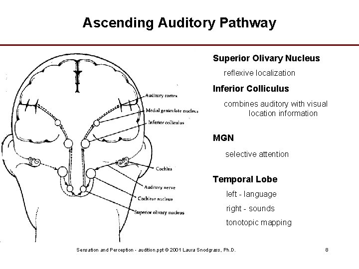 Ascending Auditory Pathway Superior Olivary Nucleus reflexive localization Inferior Colliculus combines auditory with visual
