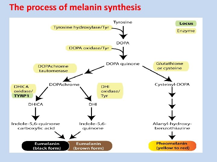 The process of melanin synthesis 