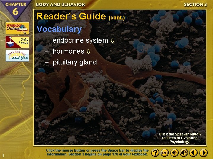 Reader’s Guide (cont. ) Vocabulary – endocrine system – hormones – pituitary gland Click