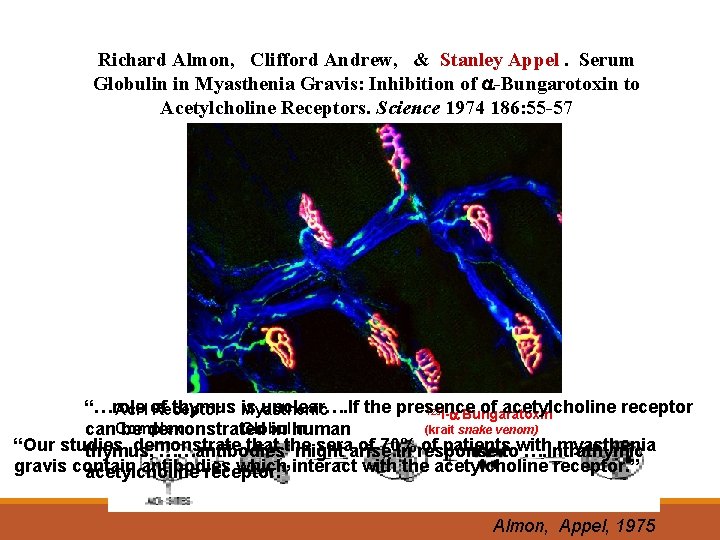 Richard Almon, Clifford Andrew, & Stanley Appel. Serum Globulin in Myasthenia Gravis: Inhibition of