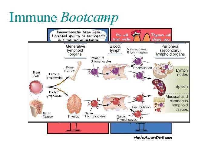 Immune Bootcamp Stem cell Early B lymphocyte Early T lymphocyte 