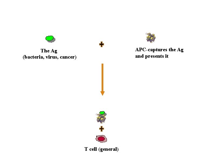 APC-captures the Ag and presents it The Ag (bacteria, virus, cancer) T cell (general)