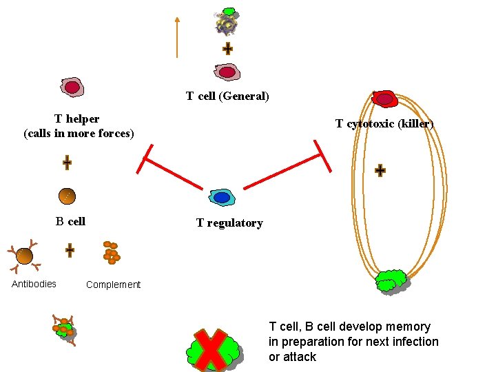 T cell (General) T helper (calls in more forces) B cell T cytotoxic (killer)