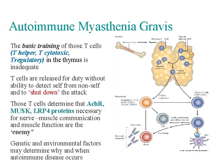 Autoimmune Myasthenia Gravis The basic training of those T cells (T helper, T cytotoxic,