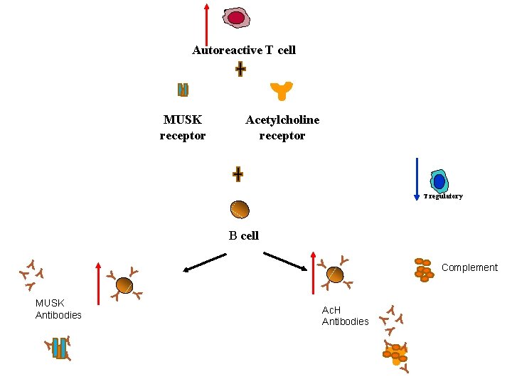 Autoreactive T cell MUSK receptor Acetylcholine receptor T regulatory Y Y Ac. H Antibodies