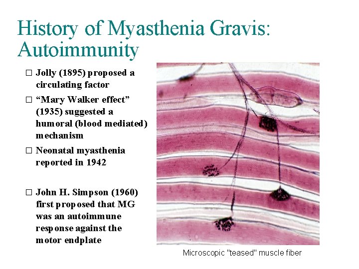 History of Myasthenia Gravis: Autoimmunity Jolly (1895) proposed a circulating factor � “Mary Walker
