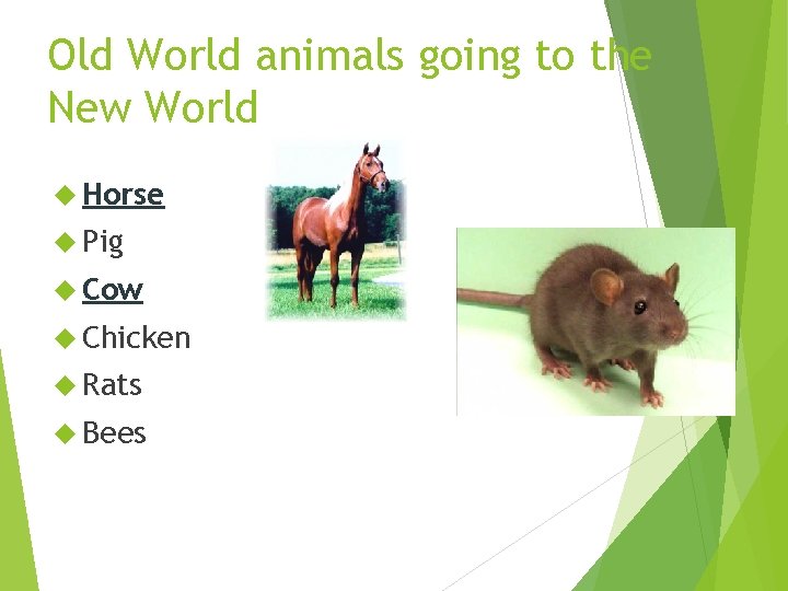 Old World animals going to the New World Horse Pig Cow Chicken Rats Bees