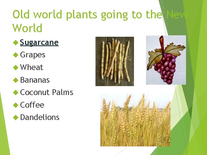 Old world plants going to the New World Sugarcane Grapes Wheat Bananas Coconut Palms