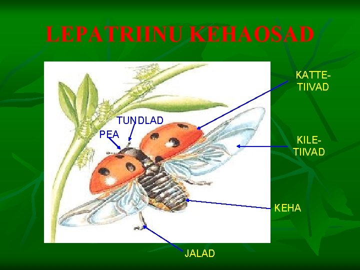 LEPATRIINU KEHAOSAD KATTETIIVAD TUNDLAD PEA KILETIIVAD KEHA JALAD 