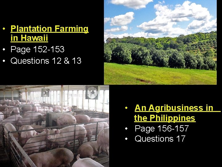  • Plantation Farming in Hawaii • Page 152 -153 • Questions 12 &