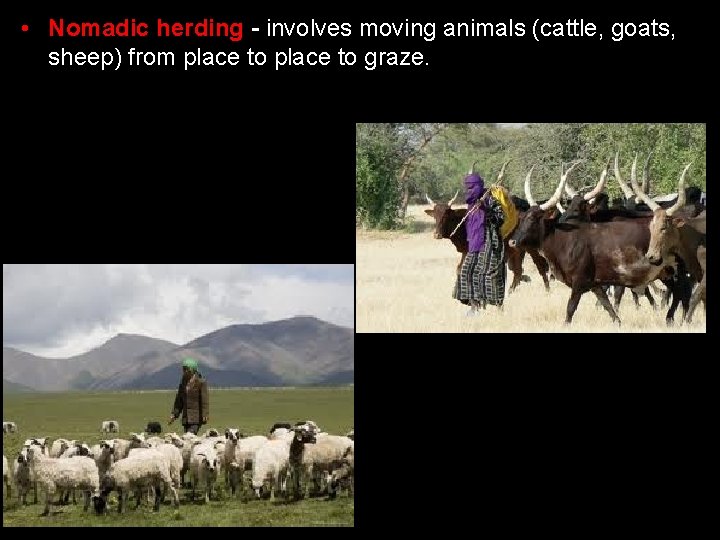  • Nomadic herding - involves moving animals (cattle, goats, sheep) from place to