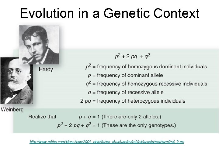 Evolution in a Genetic Context (cont. ) http: //www. mhhe. com/biosci/esp/2001_gbio/folder_structure/ev/m 2/s 4/assets/real/evm 2