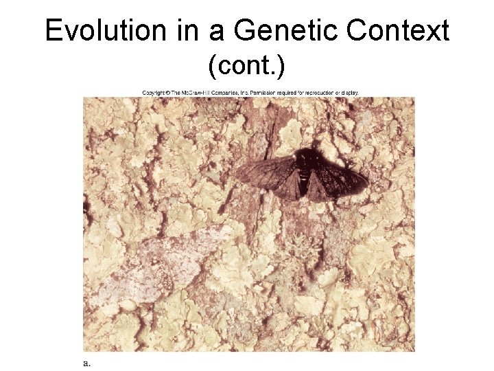 Evolution in a Genetic Context (cont. ) 