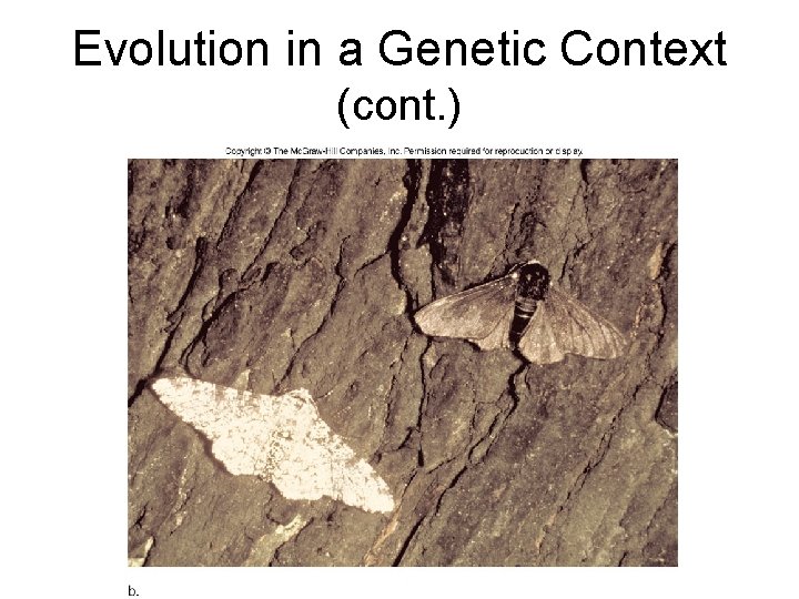 Evolution in a Genetic Context (cont. ) 