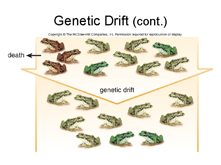 Genetic Drift (cont. ) 