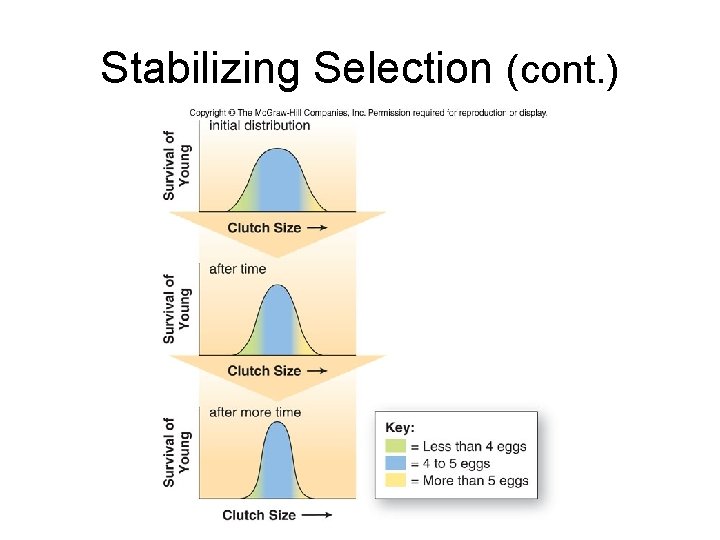 Stabilizing Selection (cont. ) 