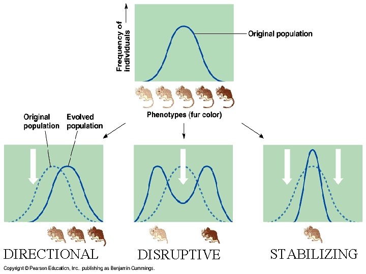 DIRECTIONAL DISRUPTIVE STABILIZING 