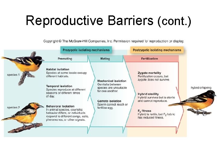 Reproductive Barriers (cont. ) 