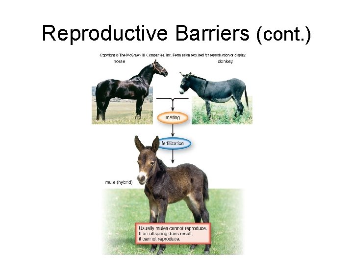 Reproductive Barriers (cont. ) 