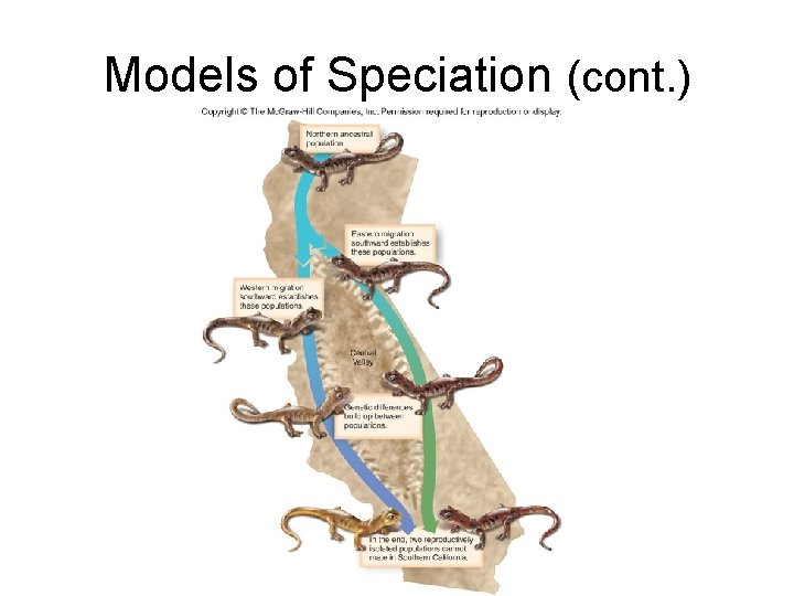 Models of Speciation (cont. ) 