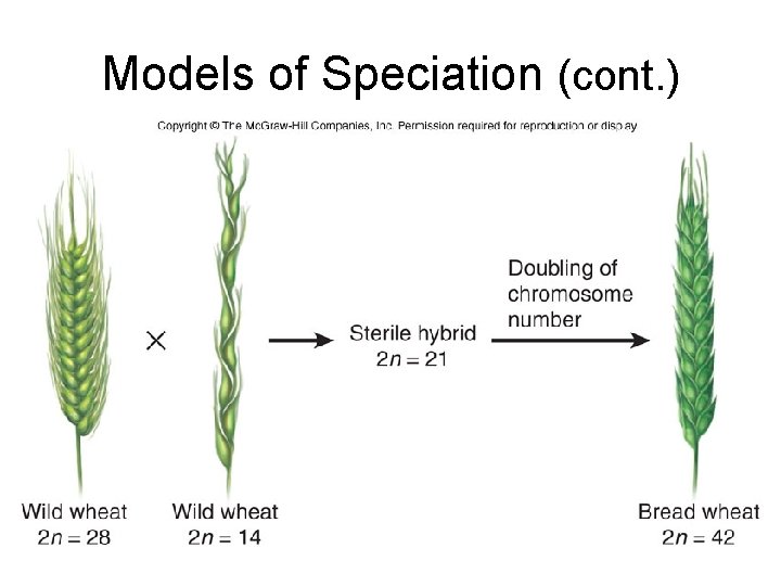 Models of Speciation (cont. ) 