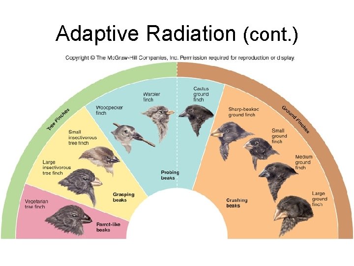 Adaptive Radiation (cont. ) 