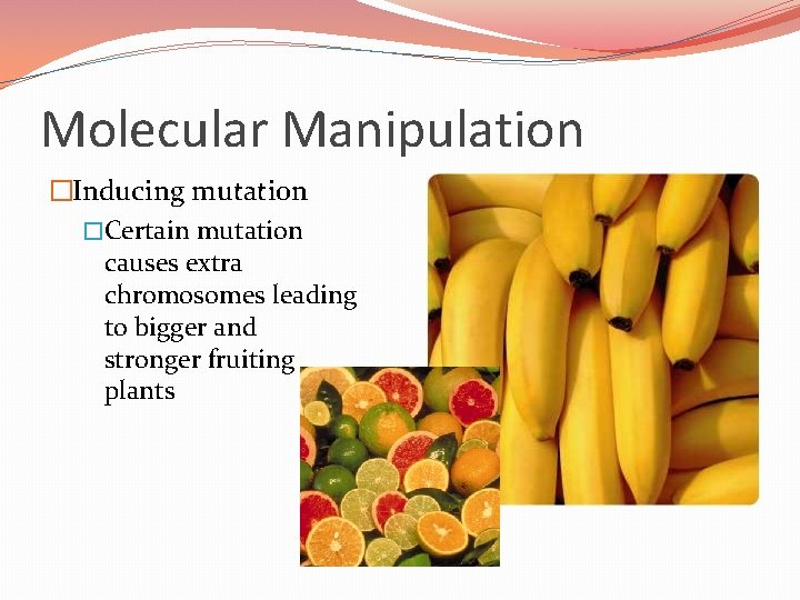 Molecular Manipulation �Inducing mutation �Certain mutation causes extra chromosomes leading to bigger and stronger