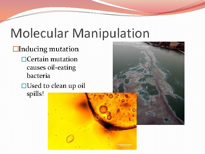 Molecular Manipulation �Inducing mutation �Certain mutation causes oil-eating bacteria �Used to clean up oil
