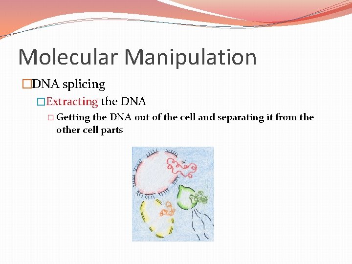 Molecular Manipulation �DNA splicing �Extracting the DNA � Getting the DNA out of the