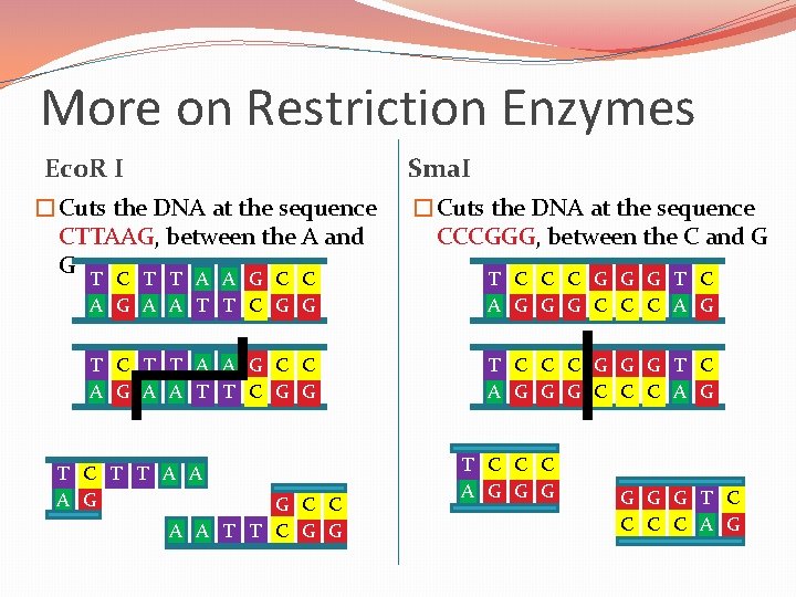 More on Restriction Enzymes Sma. I Eco. R I �Cuts the DNA at the