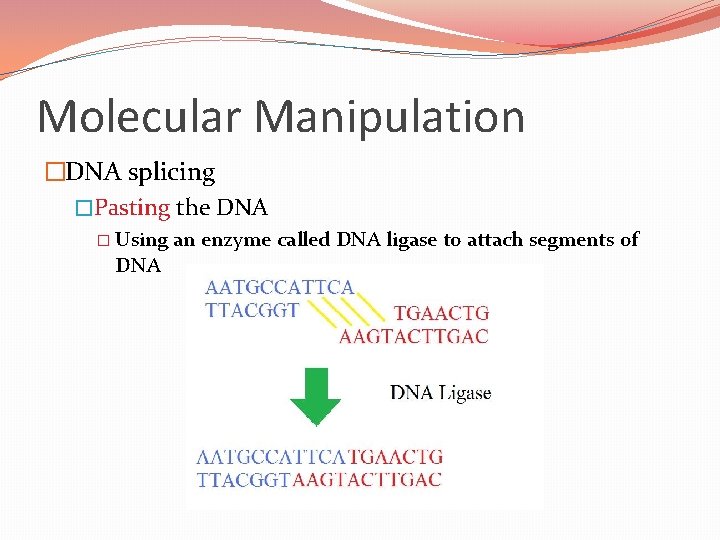 Molecular Manipulation �DNA splicing �Pasting the DNA � Using DNA an enzyme called DNA