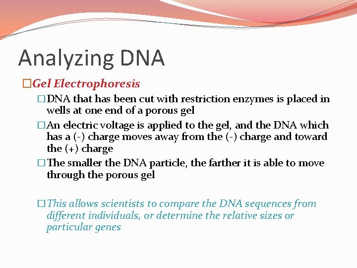 Analyzing DNA �Gel Electrophoresis �DNA that has been cut with restriction enzymes is placed