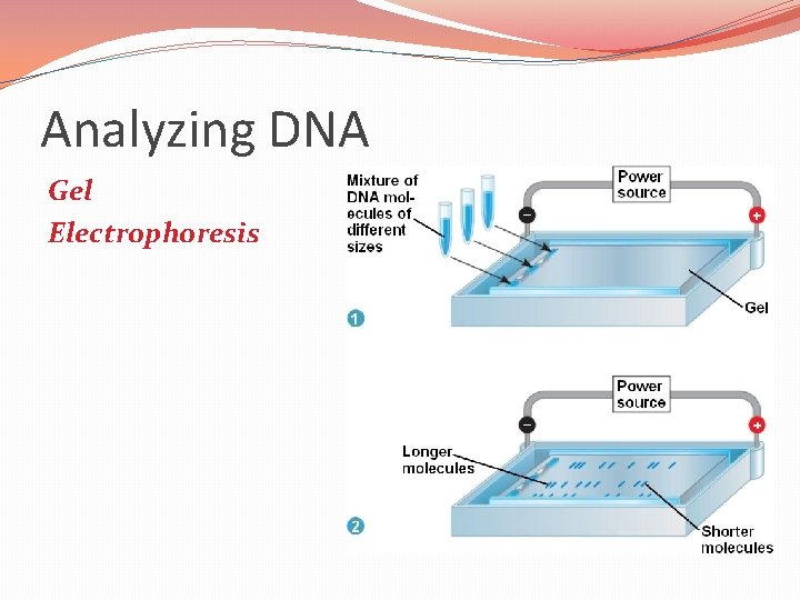 Analyzing DNA Gel Electrophoresis 