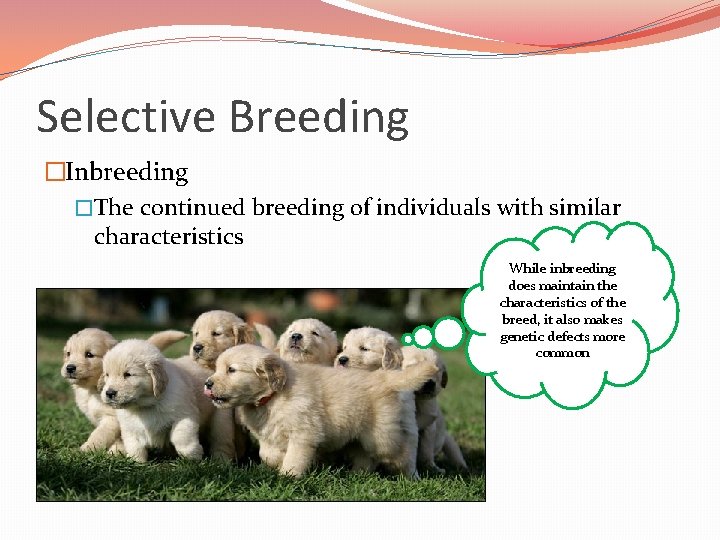 Selective Breeding �Inbreeding �The continued breeding of individuals with similar characteristics While inbreeding does