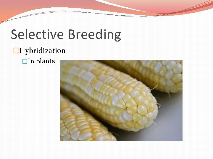 Selective Breeding �Hybridization �In plants 