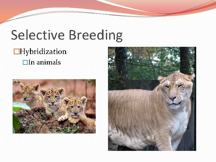 Selective Breeding �Hybridization �In animals 