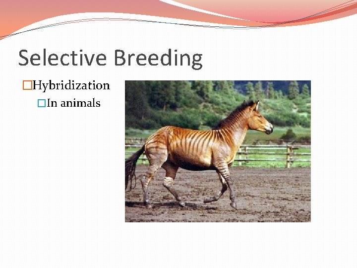 Selective Breeding �Hybridization �In animals 