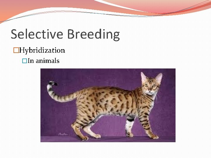 Selective Breeding �Hybridization �In animals 