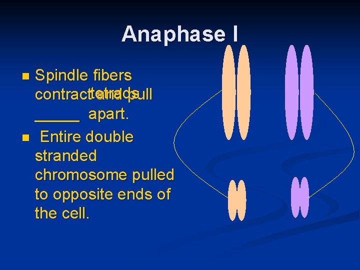 Anaphase I Spindle fibers contracttetrads and pull _____ apart. n Entire double stranded chromosome