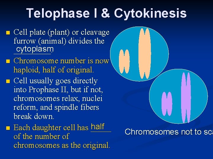 Telophase I & Cytokinesis n n Cell plate (plant) or cleavage furrow (animal) divides