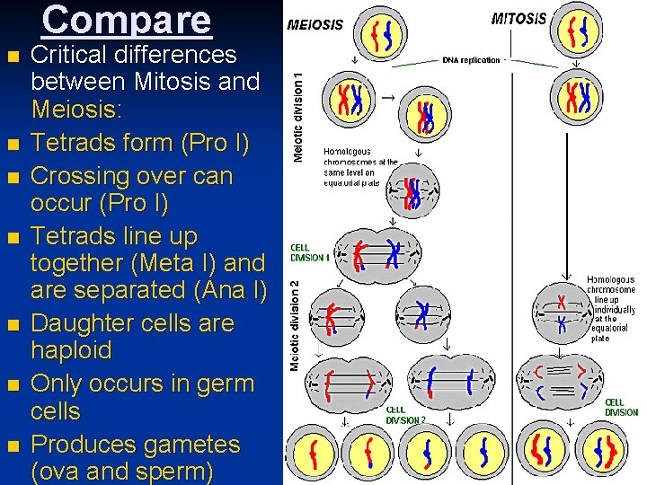 Compare n n n n Critical differences between Mitosis and Meiosis: Tetrads form (Pro