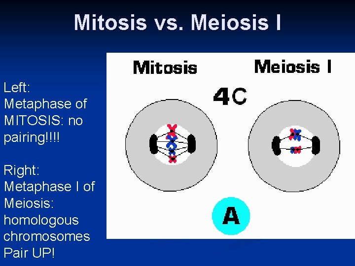 Mitosis vs. Meiosis I Left: Metaphase of MITOSIS: no pairing!!!! Right: Metaphase I of