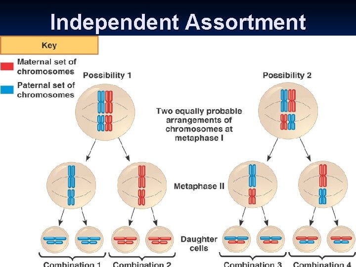 Independent Assortment 