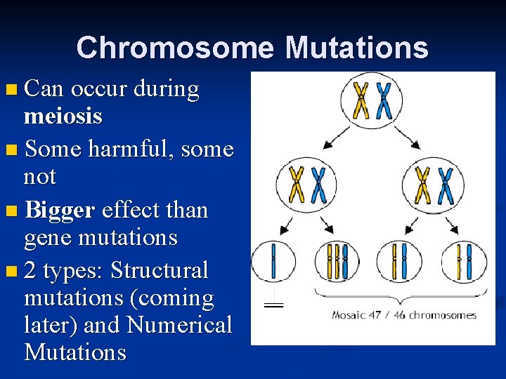 Chromosome Mutations n Can occur during meiosis n Some harmful, some not n Bigger