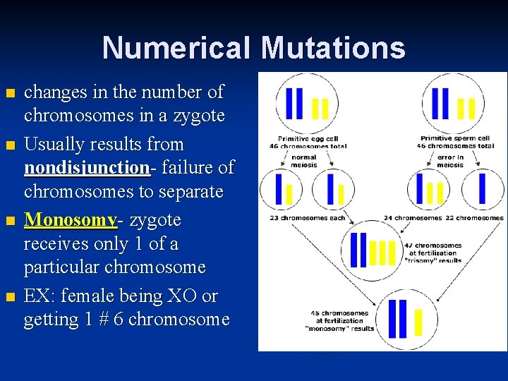 Numerical Mutations n n changes in the number of chromosomes in a zygote Usually