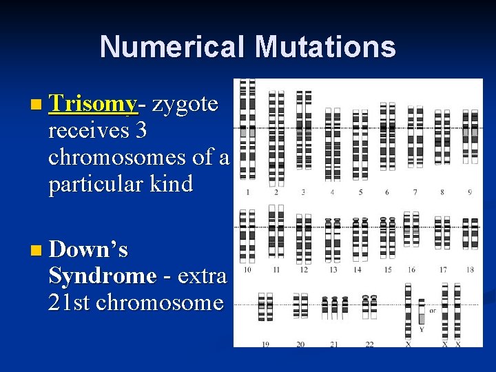 Numerical Mutations n Trisomy- zygote receives 3 chromosomes of a particular kind n Down’s