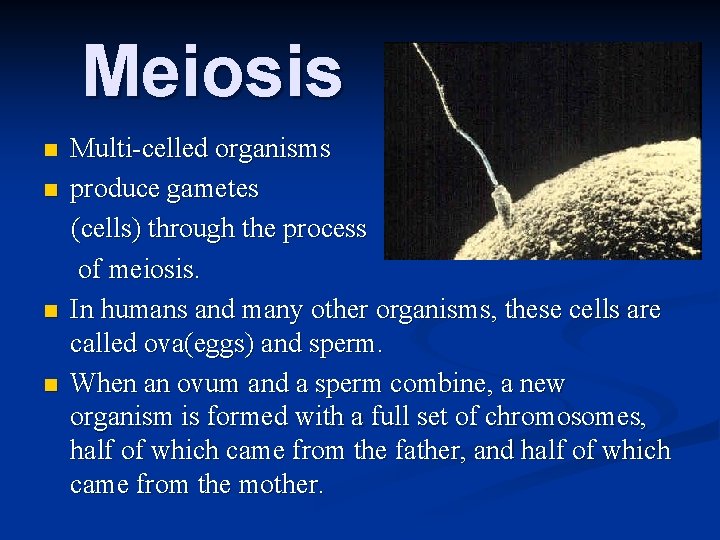 Meiosis n n Multi-celled organisms produce gametes (cells) through the process of meiosis. In