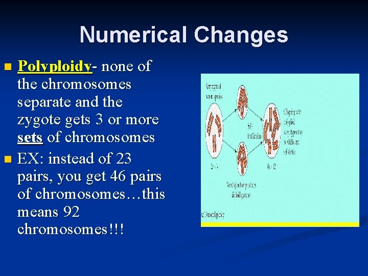 Numerical Changes Polyploidy- none of the chromosomes separate and the zygote gets 3 or